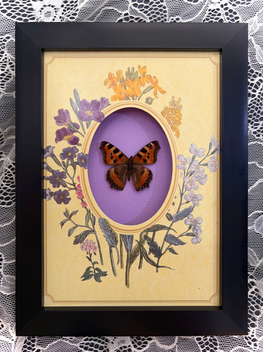 Tortoiseshell Butterfly ￼