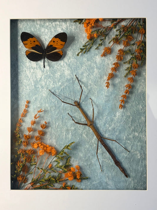 Stick insect & Heliconius Numata Bicoloratus