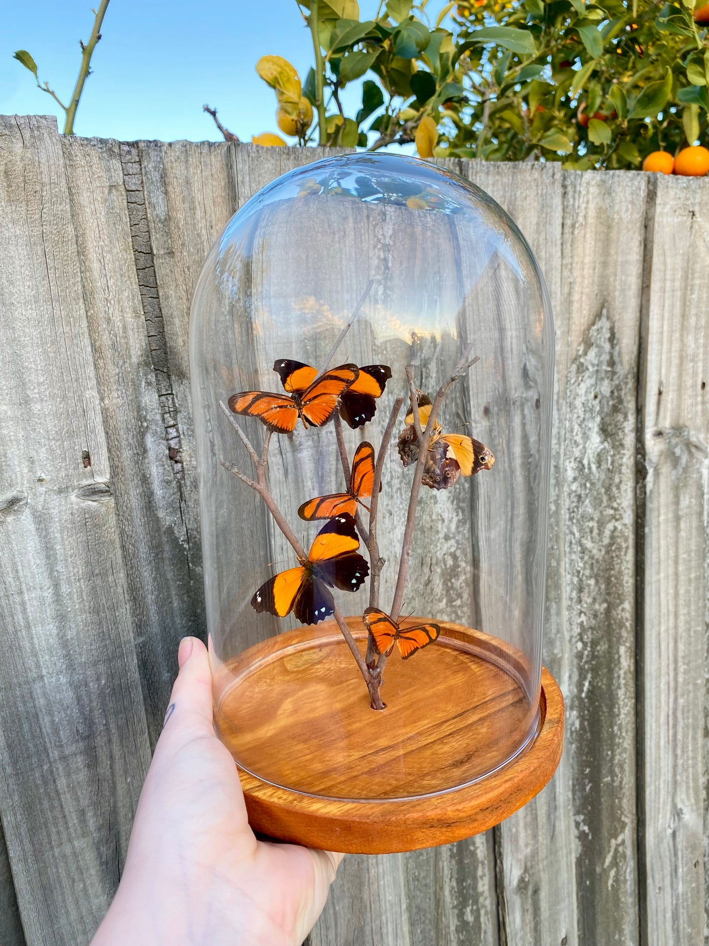 Orange Butterflies