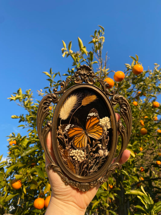 “Amber Bloom” - Monarch