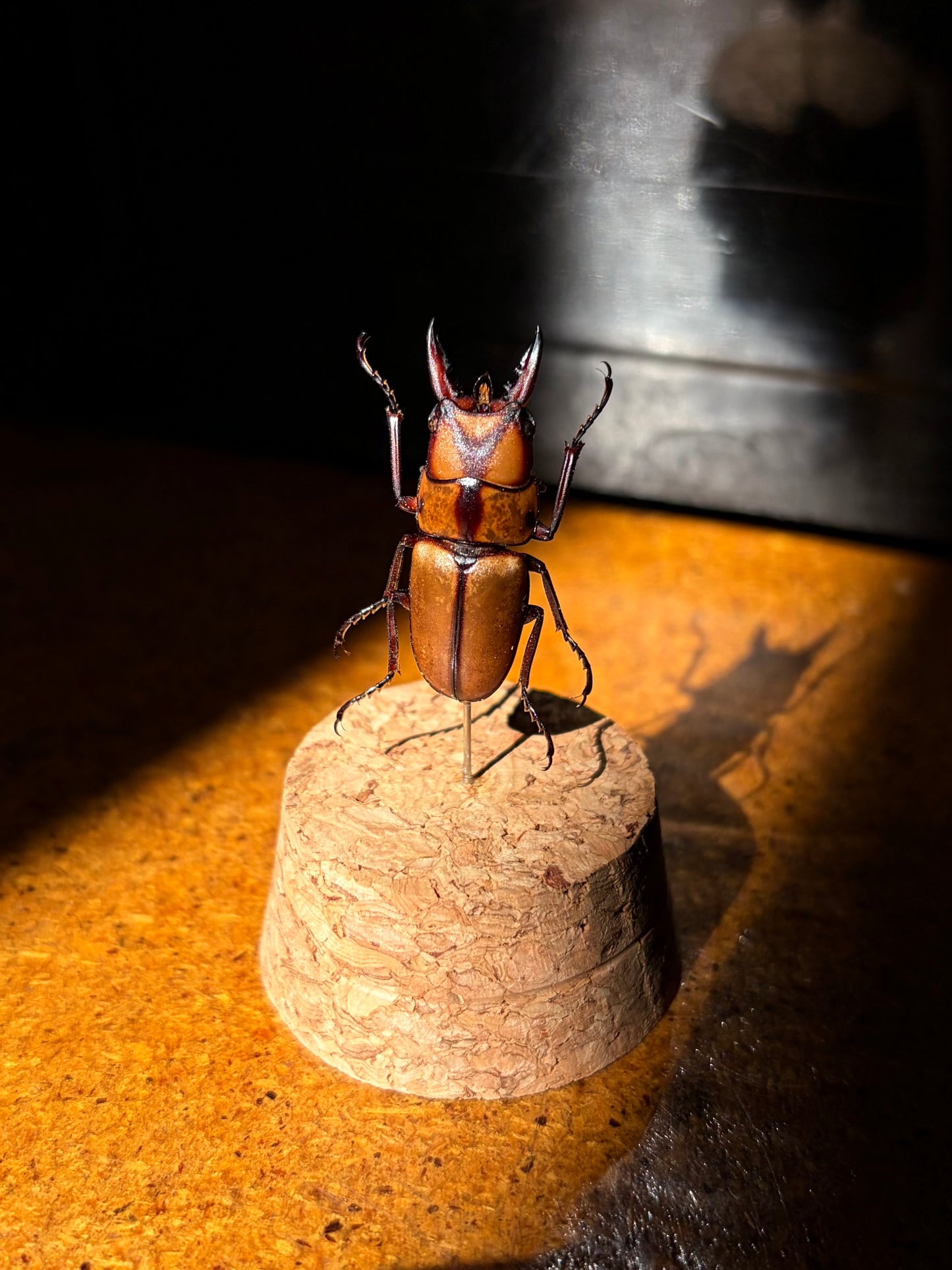 Stag Beetle mini dome