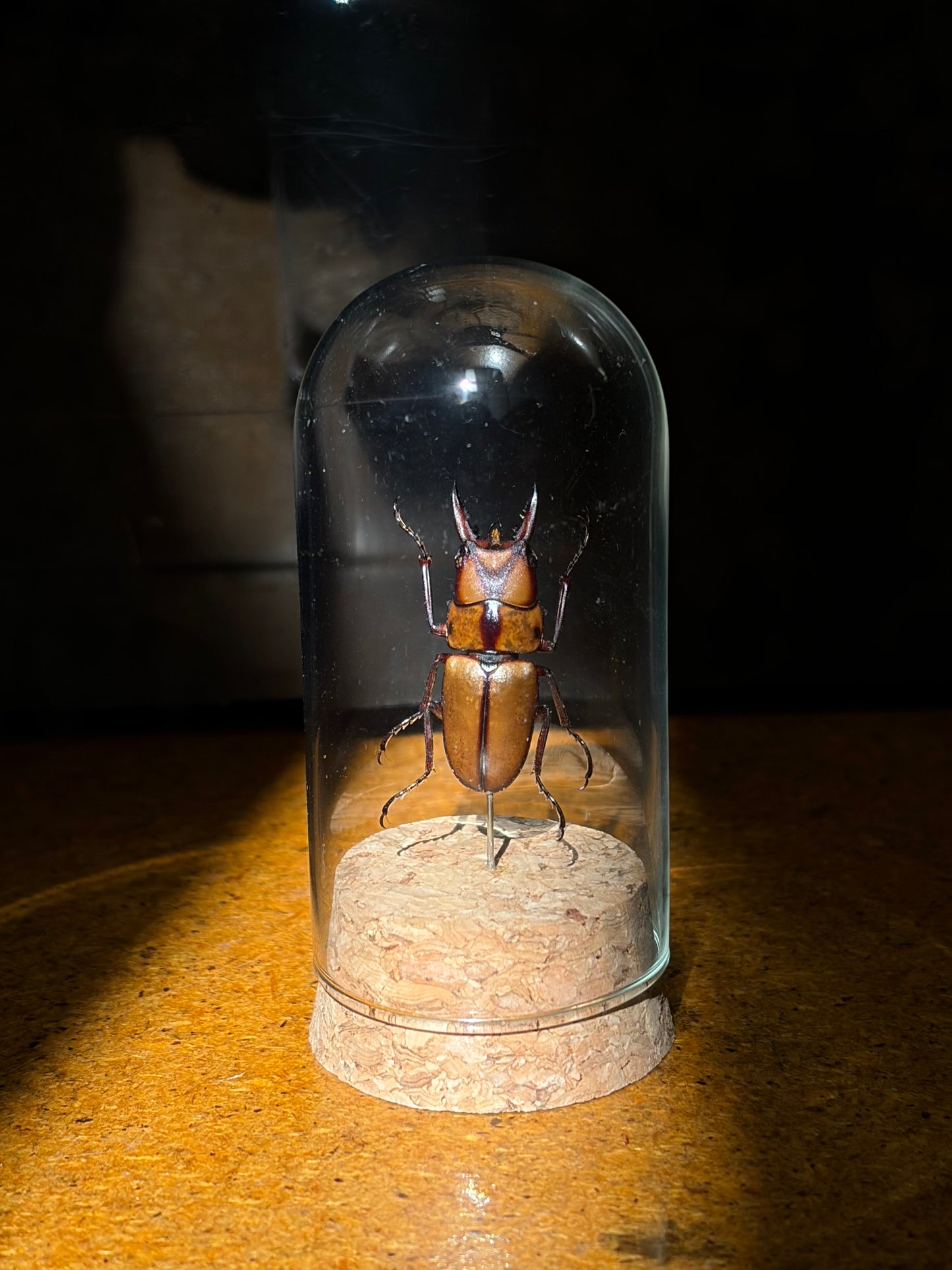 Stag Beetle mini dome