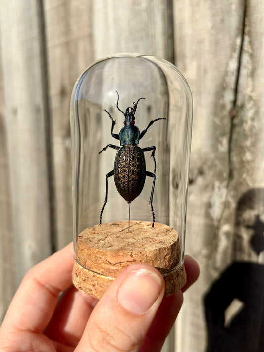 Blue Carabus elysii