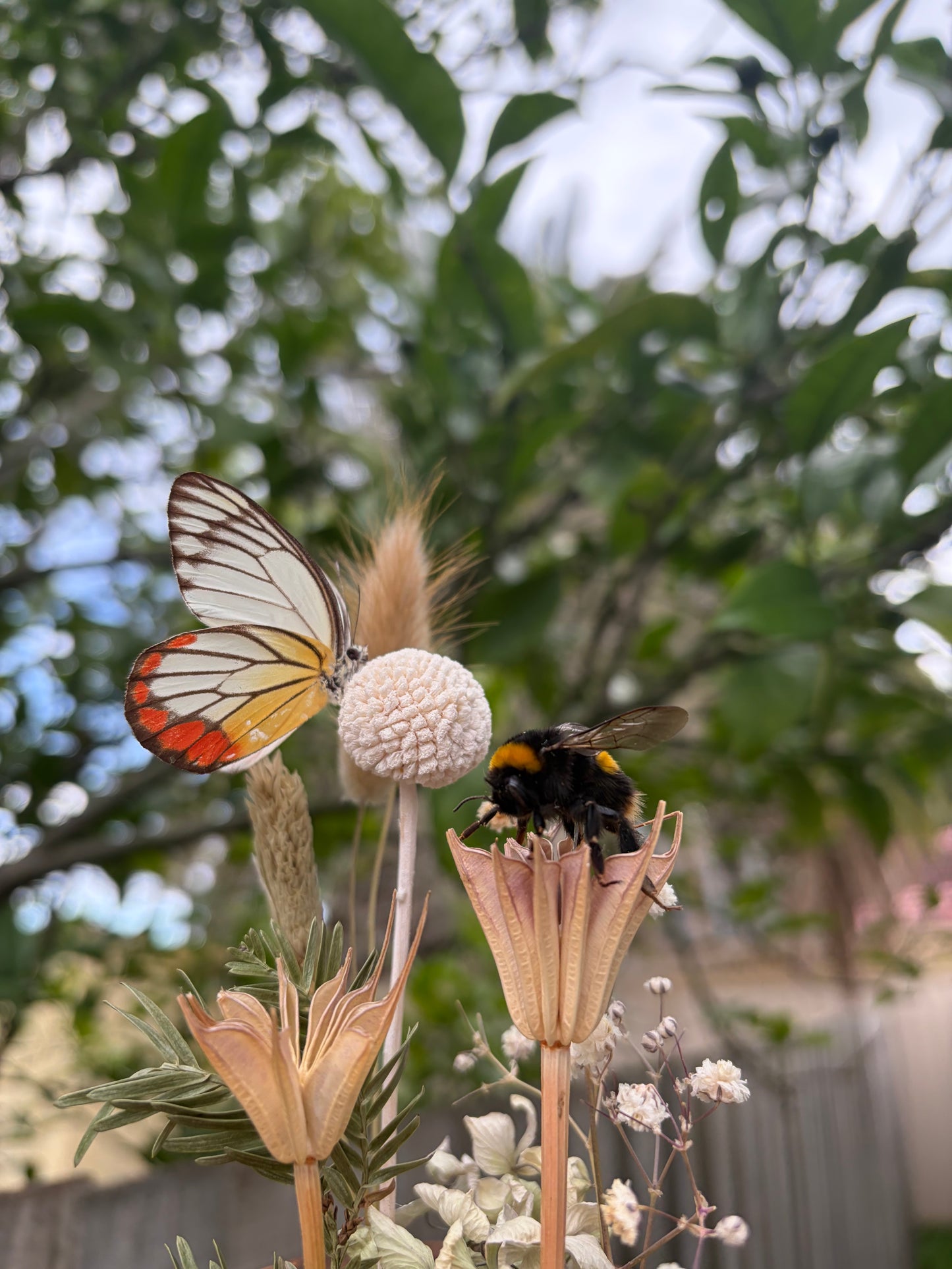 Tasmanian Bee & Painted Jezebel