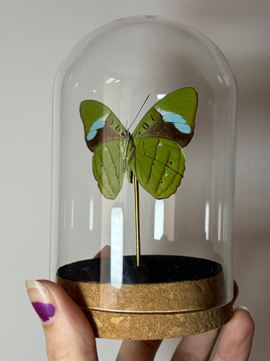 Nessaea Hewitsoni (Olivewing)