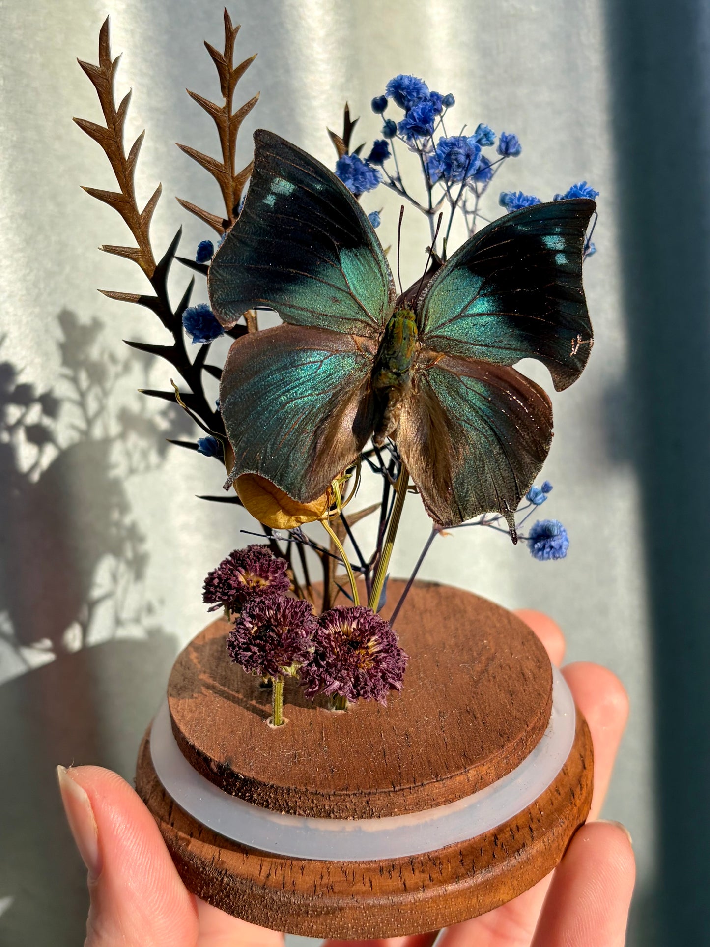 Memphis philumena Leafwing