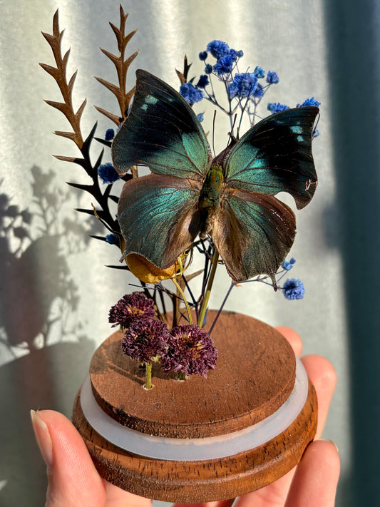 Memphis philumena Leafwing