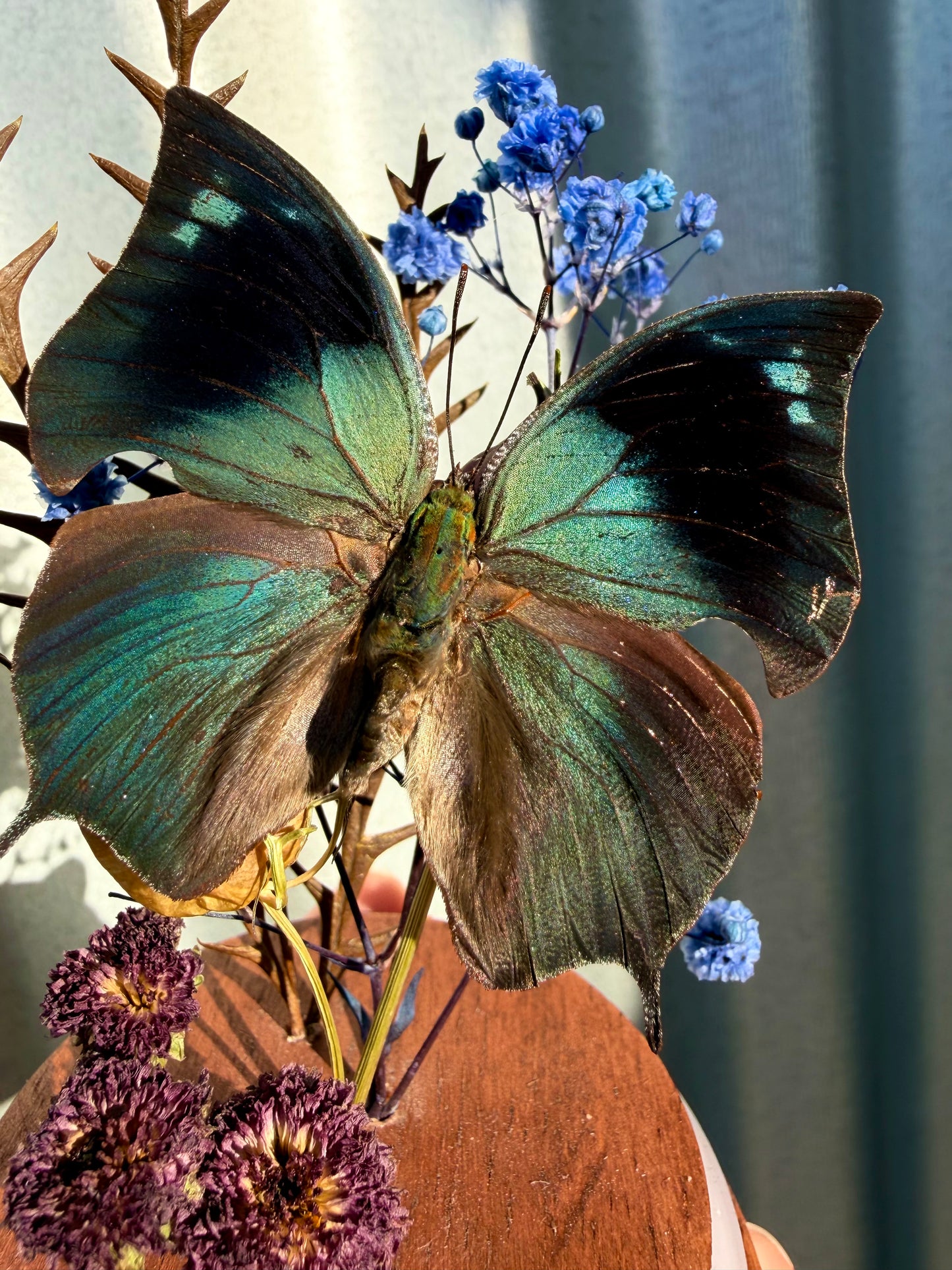 Memphis philumena Leafwing