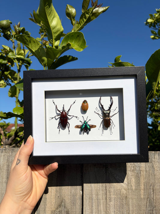 Beetle Hangout