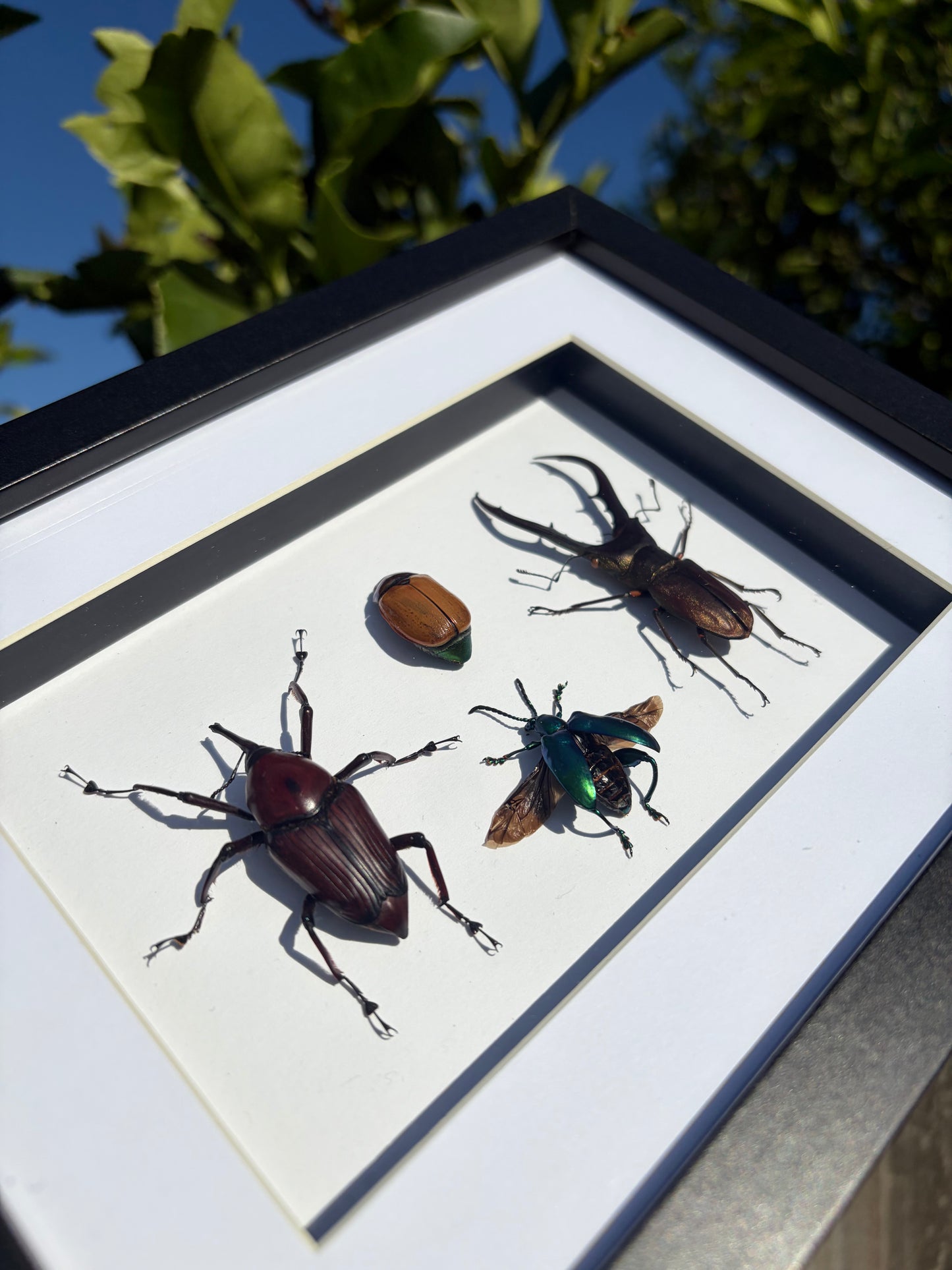 Beetle Hangout