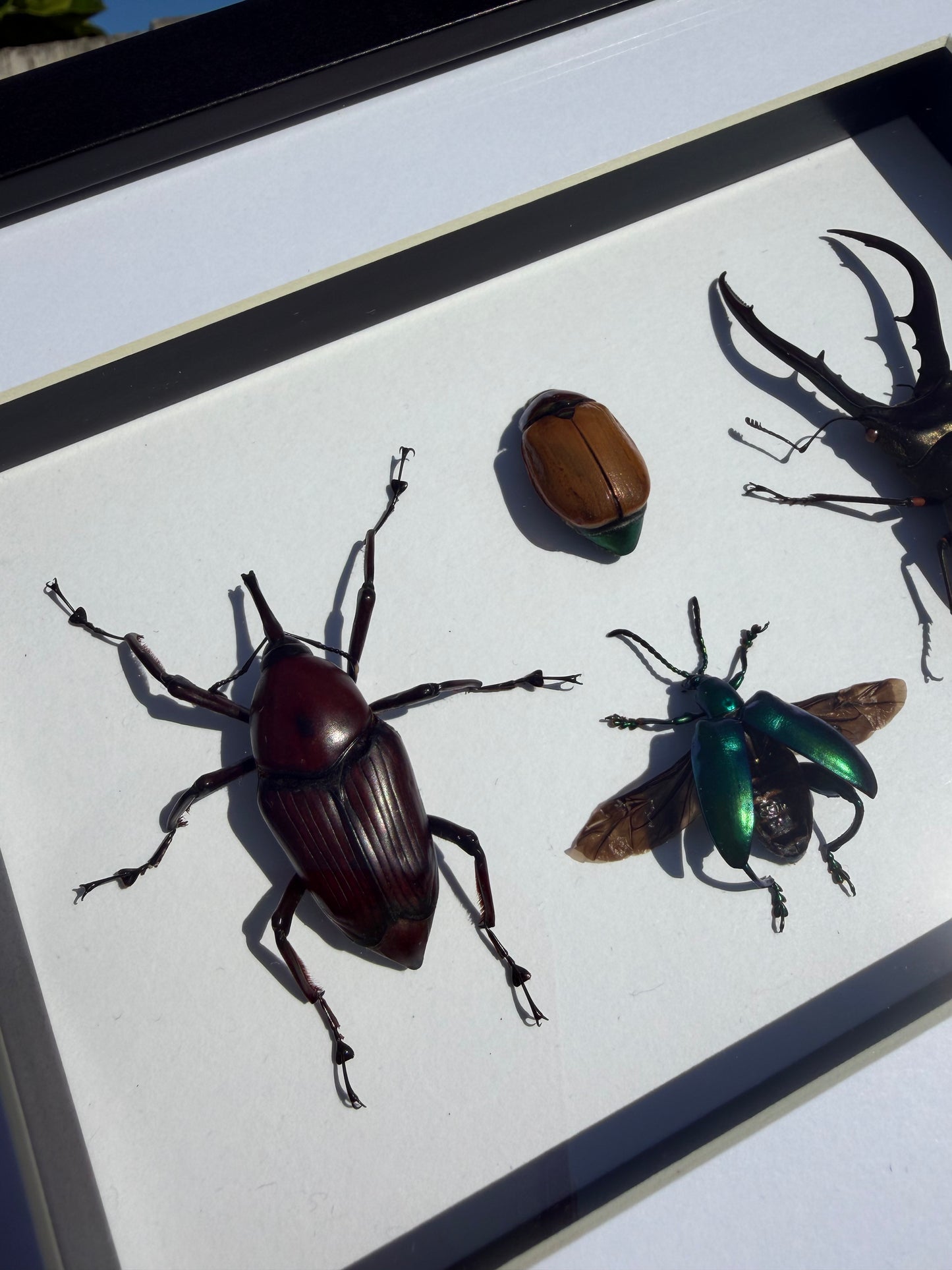 Beetle Hangout