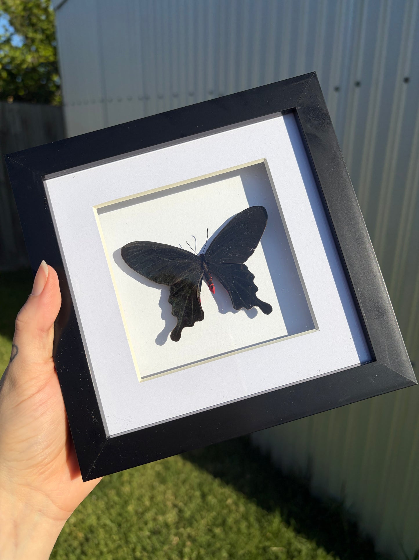 Pink Rose Swallowtail