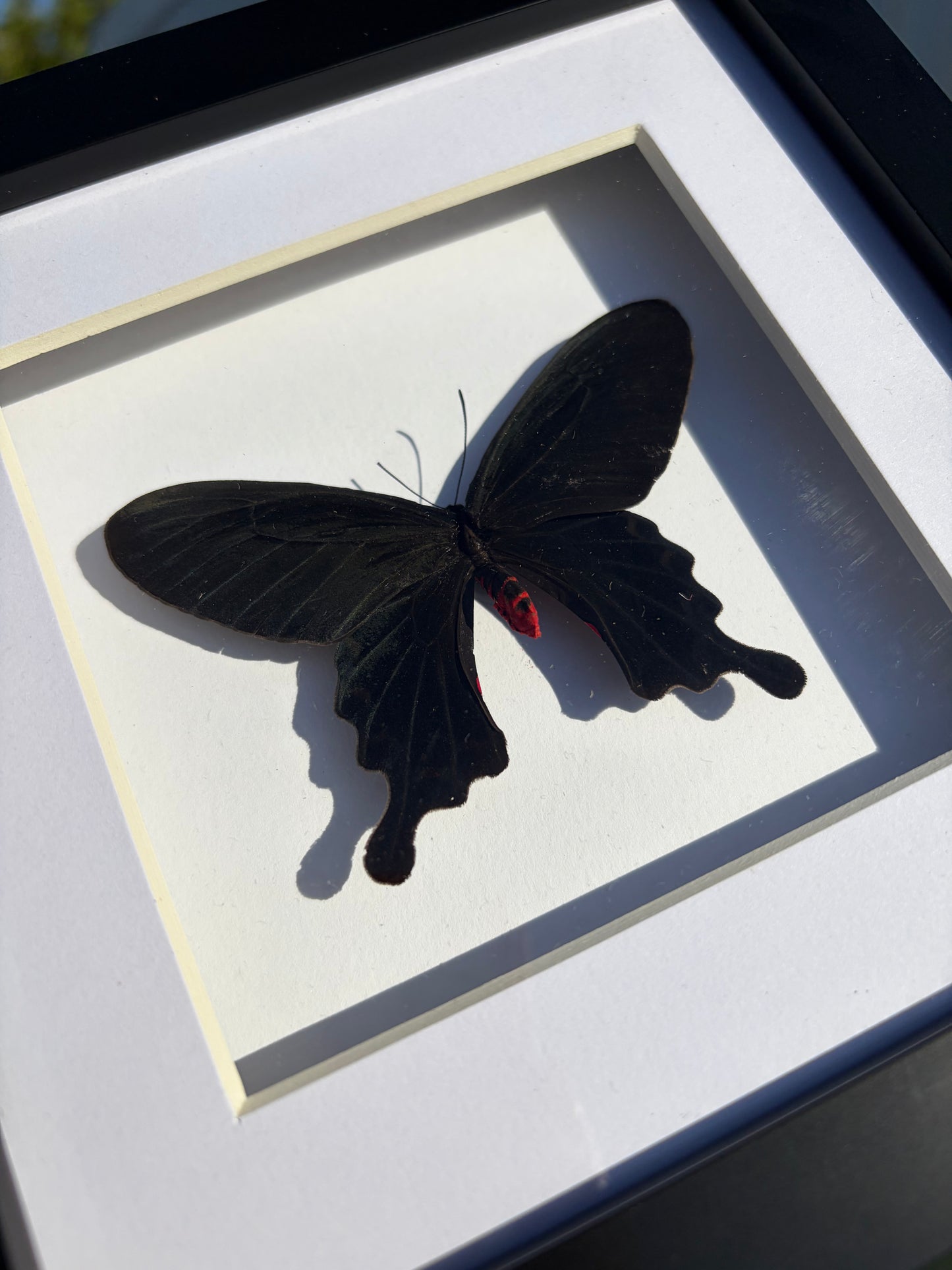 Pink Rose Swallowtail