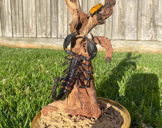 Scorpion & Beetle Desert Dome