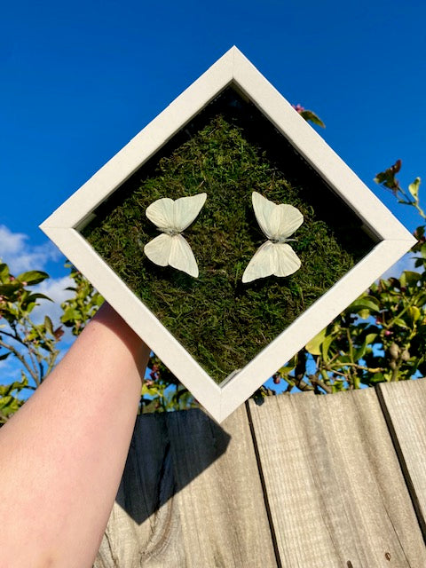 Appias albina semperi