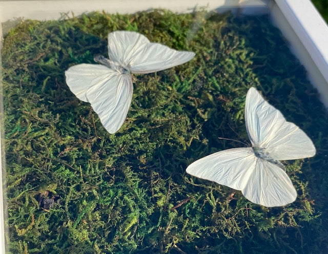 Appias albina semperi