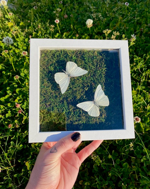 Appias albina semperi