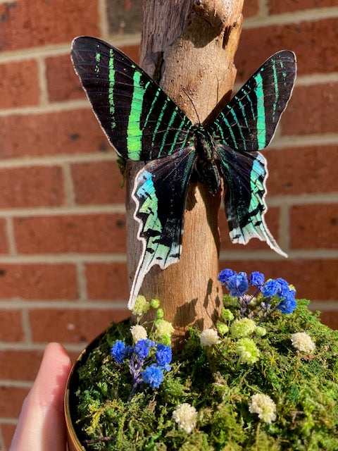 Green Banded Urania Moth