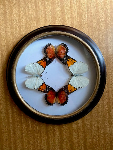 Cethosia biblis perakana & Hebomoia glaucippe aturia