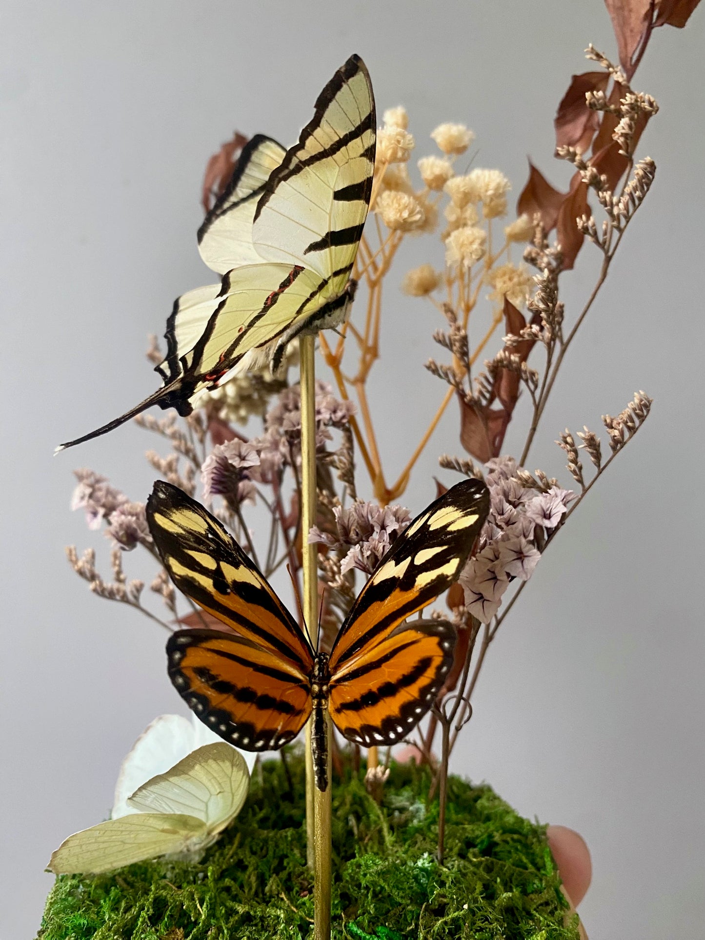 Lemon Migrant, Isabella Longwing, Fourbar Swallowtail
