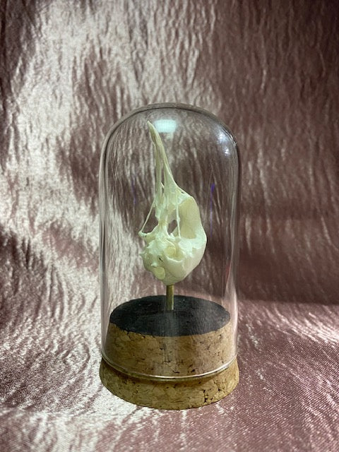 Noisy Minor Bird Skull