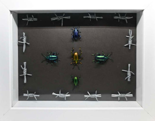 Frog Leg Beetles