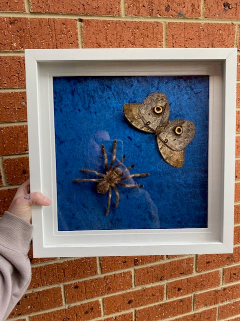 Orange-banded tarantula & Giant forest owl moth