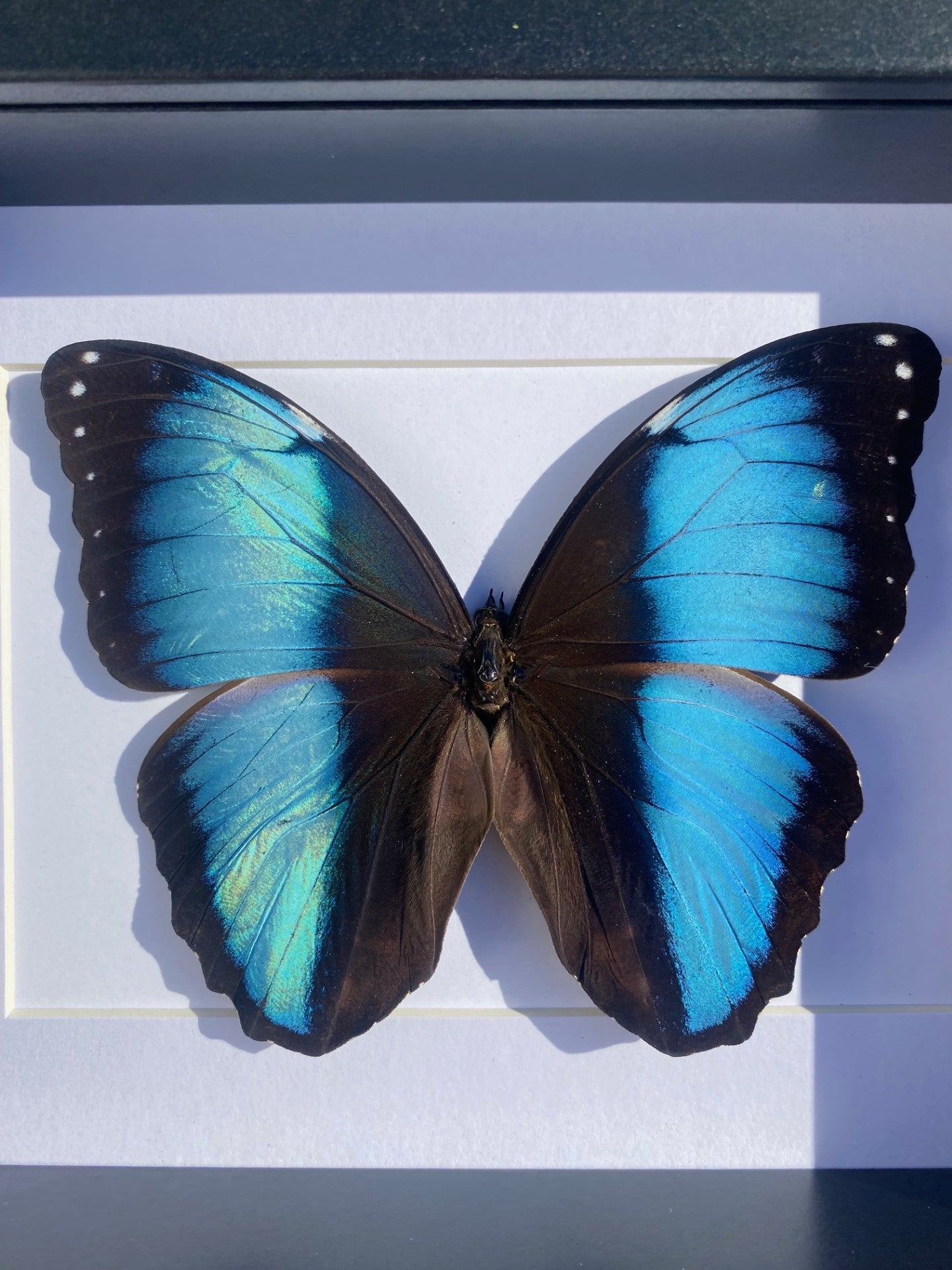 Morpho Achilles