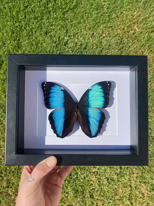 Morpho Achilles